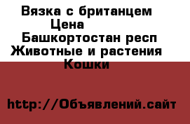 Вязка с британцем › Цена ­ 1 000 - Башкортостан респ. Животные и растения » Кошки   